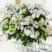 Гортензия Hydrangea Runaway Bride