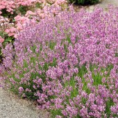 Лавандула Lavandula Rosea