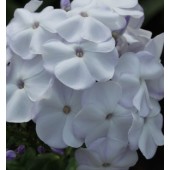 Флокс Phlox Ладога