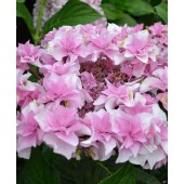 Гортензия Hydrangea Doppio Rosa