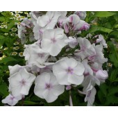 Флокс Phlox Мастер