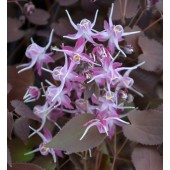 Горянка Epimedium Crime Scene
