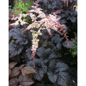 Астильба Astilbe Chocolate Shogun