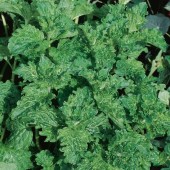 Мята Mentha Crispa