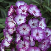 Флокс Phlox Sweet Summer Fantasy