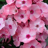Флокс Phlox Sweet Summer Queen