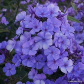 Флокс Phlox Sweet Summer Ocean