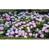 Гортензия Hydrangea Endless Summer