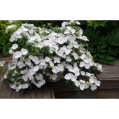 Гортензия Hydrangea Runaway Bride