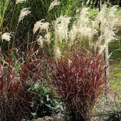 Мискантус Miscanthus Dronning Ingrid