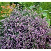 Астра Aster Blue Star