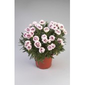 Гвоздика Dianthus Rumba