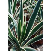 Юкка Yucca