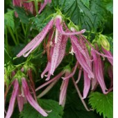 Кампанула Campanula Pink Octopus