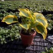 Хоста Hosta Forest Fire