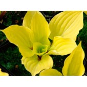 Хоста Hosta Fire Island
