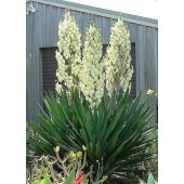 Юкка Yucca Filamentosa