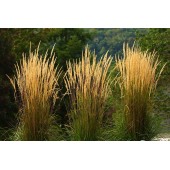 Вейник остроцветковый Карл Фоерстер Calamagrostis acutiflora Karl Foerster 