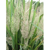 Вейник бриллиантовый Calamagrostis brachytricha