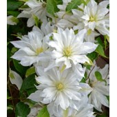 Клематис Clematis First Love