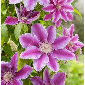 Клематис Clematis Dr.Ruppel