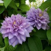 Клематис Clematis Belle of Woking