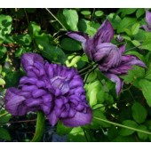 Клематис Clematis Mary Rose