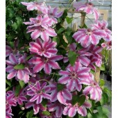Клематис Clematis Nelly Moser