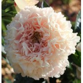 Пион Paeonia Summer Glow