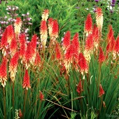 Книфофия Kniphofia Orange Vanilla Popsicle