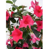 Диплодения Sundaville Pink