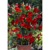 Диплодения Sundaville Red
