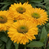 Эхинацея Ехінацея Echinacea SunSeekers Golden Sun