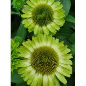 Эхинацея SunSeekers Apple Green
