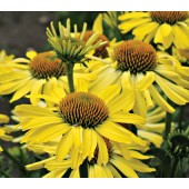 Эхинацея Echinacea Cleopatra