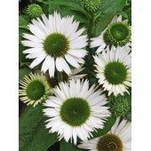 Эхинацея Echinacea Virgin