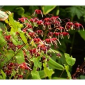 Эпимедиум Epimedium Red Maximum