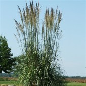Эриантус Ериантус Erianthus