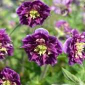 Герань Geranium Joseph Green