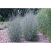 Схизахириум метельчатый Блу Хевен - Schizachyrium scoparium Blue Heaven
