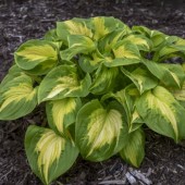 Hosta Хоста Shadowland Etched Glass