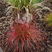 Мискантус Miscanthus Ruby Cute