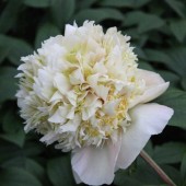 Пион Paeonia Quitzin