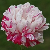 Пион Paeonia Candy Stripe