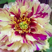 Paeonia Itoh Paeonia Lollipop