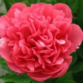 Пион Paeonia Lorelei