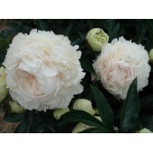 Пион Paeonia Solange
