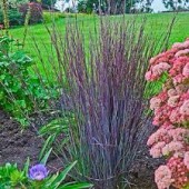 Схизахириум Schizachyrium Smoke Signal