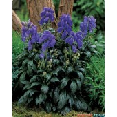 Аконит Aconitum fischeri