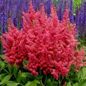 Астильба Astilbe Fireberry